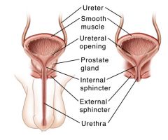 The male urethra is much longer (20cm compared to 4cm)

This means males are much less prone to urinary tract infections, however a catheter is harder to insert