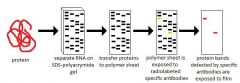 -Western blot used to ID proteins

-vs. northern blot identifies specific RNA sequences

-vs. southern blotting identifies specific DNA