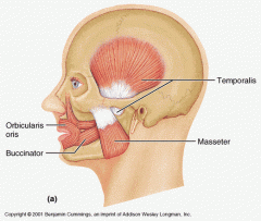 Origin: from the alveolar processes of the maxillary bone and mandible, temporomandibular joint
Insertion: in the fibers of the orbicularis oris

