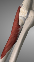 o: (1) lateral epicondyle, (2) ulna, (3) radial collateral & (4) annual ligament
i: proximal 1/3 of radius
a: supinates forearm