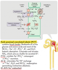 - Stimulates Na+/H+ exchange → ↑ Na+, H2O, and HCO3- reabsorption
- Permits contraction alkalosis