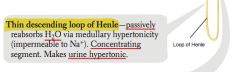 - Concentrates urine
- Makes urine hypertonic