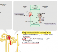 - Actively reabsorbs Na+ and Cl-
- PTH stimulates Ca2+/Na+ exchange → Ca2+ reabsorption