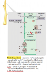 Reabsorbs Na+ in exchange for secreting K+ and H+