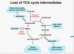 loss of intermediates → cycle slowed
