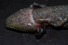 Sphyranura
- only found on mudpuppy gills