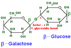 2 most common glycosidic linkages:
α(1→4) glycosidic bonds and 
β(1→4) glycosidic bonds