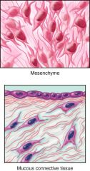 Mesenchyme - embryo (months 1-2); forms almost all other types of connective tissue
Mucous – present mainly in fetus (3rd month – birth); found in the umbilical cord 