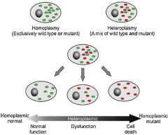 Mitokondriel arv: Ved heteroplasmi har individet variationer i mt-DNA fra mitokondrie til mitokondrie og/eller fra celle til celle.