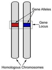 Der Begriff „Genotyp“ bezieht sich  auf die vollständige Kombination aller Allele / aller Loci eines Organismus