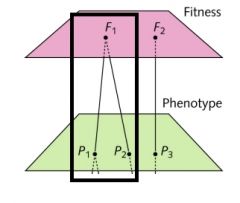 Die Genotyp Phänotyp Fitness Relation 1