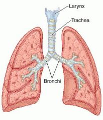 Structure of Trachea and Bronchi