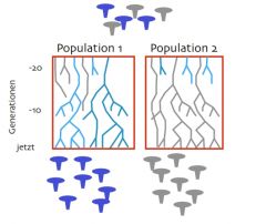 Drift zwischen Sub-Populationen führt zu genetischer Differenzierung.