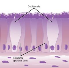 What is the role of the Goblet cells and Glandular tissue?