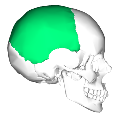 Kość ciemieniowa
Parietal bone 
