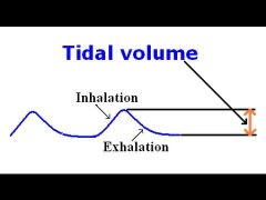 What is tidal volume?