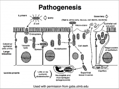 • Pathogenesis: Invasion of enterocytes in LARGE INTESTINE, Inhibits protein synthesis, killing host cells
Causes dead WBC’s (pus), RBC’s and mucosal cells in stool
• Management Rehydration therapy