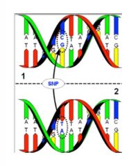 Häuﬁgster Polymorphismus in allen Genomen  

synonymer Polymorphismus in einem Gen