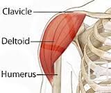 Responsible for flexion and extension of the shoulder