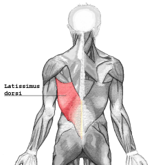 Produces the extension of the shoulder and works with the deltoid to abduct the shoulder