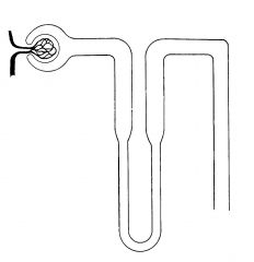 Label the structure of a nephron