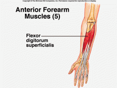 Produces finger and wrist flexion. Is on the inside of the forearm