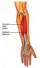 Responsible for extending the arm. Dominates the posterior anatomical forearm position