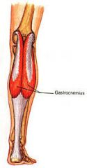 Produces flexion of the knee and plantarflexion of the feet