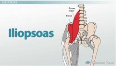 A deep muscle of the hip that is primarily responsible for hip flexion and aids in hip adduction