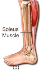 Below the calf and always works with the gastrocnemius (CALF)