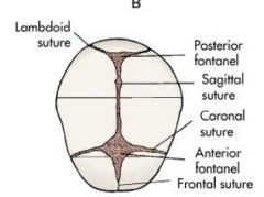 feel for suture lines to determine head positions--
• posterior- 2 branches
• anterior- 3 branches

**suture lines exist for ease of birth pressure >> molding