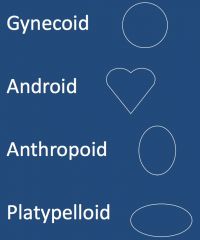 gynecoid--
• normal; 50% of females
• good prognosis for VD

android--
• male pelvis; 23% of females
• angular & narrow
• poor prognosis for VD

anthropoid--
• longer AP diameter
• 24%, good prognosis for VD

platypelloi...