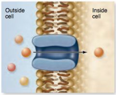 Since the membrane is selectively permeable, molecules that cannot pass through with ease need transport proteins.

2 types:
1) channels
2) carriers composed or proteins