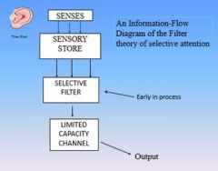 Auditory stimuli enters a short term sensory store. Selective filter allows one of the stimuli based on physical characteristics to move into limited capacity channel and onto further analysis