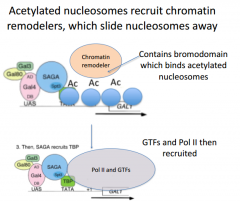 There are multiple gal1 promoters throughout the cell. Some might be around nucleosome (like in heterochromatin). We might need to loosen up the DNA around these regions for this. In this case, we might need to recruit a histone-acetyl transferase...