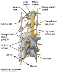 








occur
as chain along side of spinal cord, contain cell bodies of sensory neurons