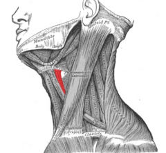 TIROHIOIDEO (ORIGEN E INSERCIÓN) *Infrahioideo

O: Cara esterna del cartílago tiroides.

I: Tercio externo del cuerpo y raíz del asa mayor del hipogloso.