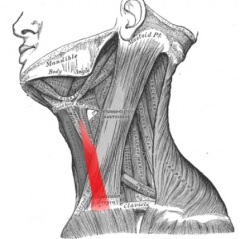 ESTERNOTIROHIOIDEO (ORIGEN E INSERCIÓN) *Infrahioideo

O: Cara interna del manubrio esternal 1º cartílago costal.

I: Cara externa del cartílago tiroides.