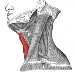 ESTERNOCLEIDOHIOIDEO (ORIGEN E INSERCIÓN) *Infrahioideo

O: Cara posterior del mango esternal, L. esterno-clavicular posterior, parte interna clavícula y 1º cartílago costal.

I: Cuerpo del hioides.