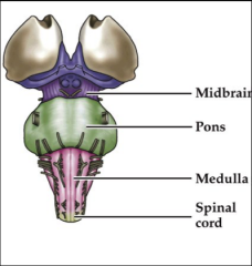 Brain stem general function