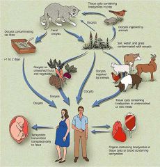 Asnīs un dzīvniekiem (jēla gaļa)toxoplasmu neviens neskatas
Ar nemazgādiem augiem un darzēnoiem (var būt ar mušu starpnecību)