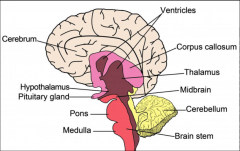 










•target or source of
cranial nerves

•throughway for
ascending and descending tracts (brain <> spinal cord)

•reticular formation
(regulates level of consciousness)

•Breathing,
circulation, digestion, swal...