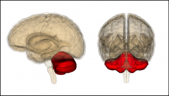 cerebellum general function