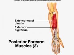 Extensor Carpi Ulnaris
Nerve: Posterior interosseous
Roots: C7-C8
Trunk: Middle & Lower
Cord: Posterior
Action: Wrist extension
Test: Have the patient extend the wrist with an ulnar deviation