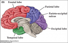 










Functional Division:

•Primary
sensory and motor cortex:
unprocessed information

•Association
cortex: highly processed
information