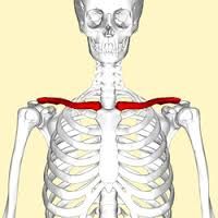 shoulder bone