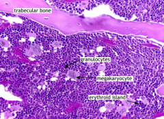 Reticular fibers
Veins
Arteries
Sinusoids 
Island of cells
