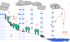 As much as 10% of rainfall is transpired by plants uptakes owing to the soils water holding capacity.
1 = precipitation.
2 = infiltration and through-flow.
3 = transpiration.
4 = surface run-off and erosion.
5 = evaporation.
6 = condensation.