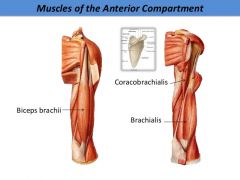 muscles of anterior compartment of arm