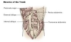 -middle of anterolateral 
-from lumbar fascia inserting on line alba &pubis
-postural function